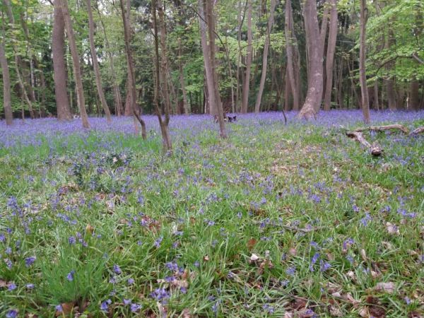 bluebells